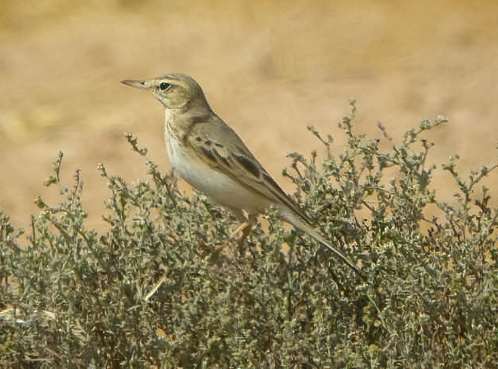 Pipit rousseline - ML614379015