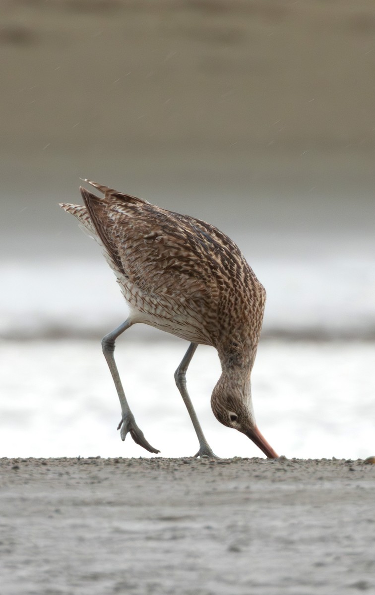 koliha východní - ML614379078