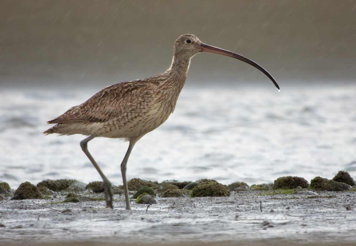 Far Eastern Curlew - ML614379080