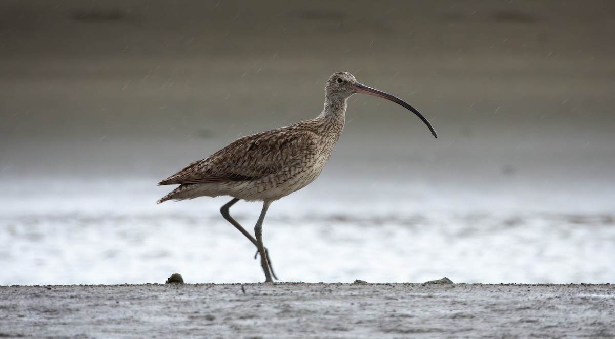 Far Eastern Curlew - ML614379088