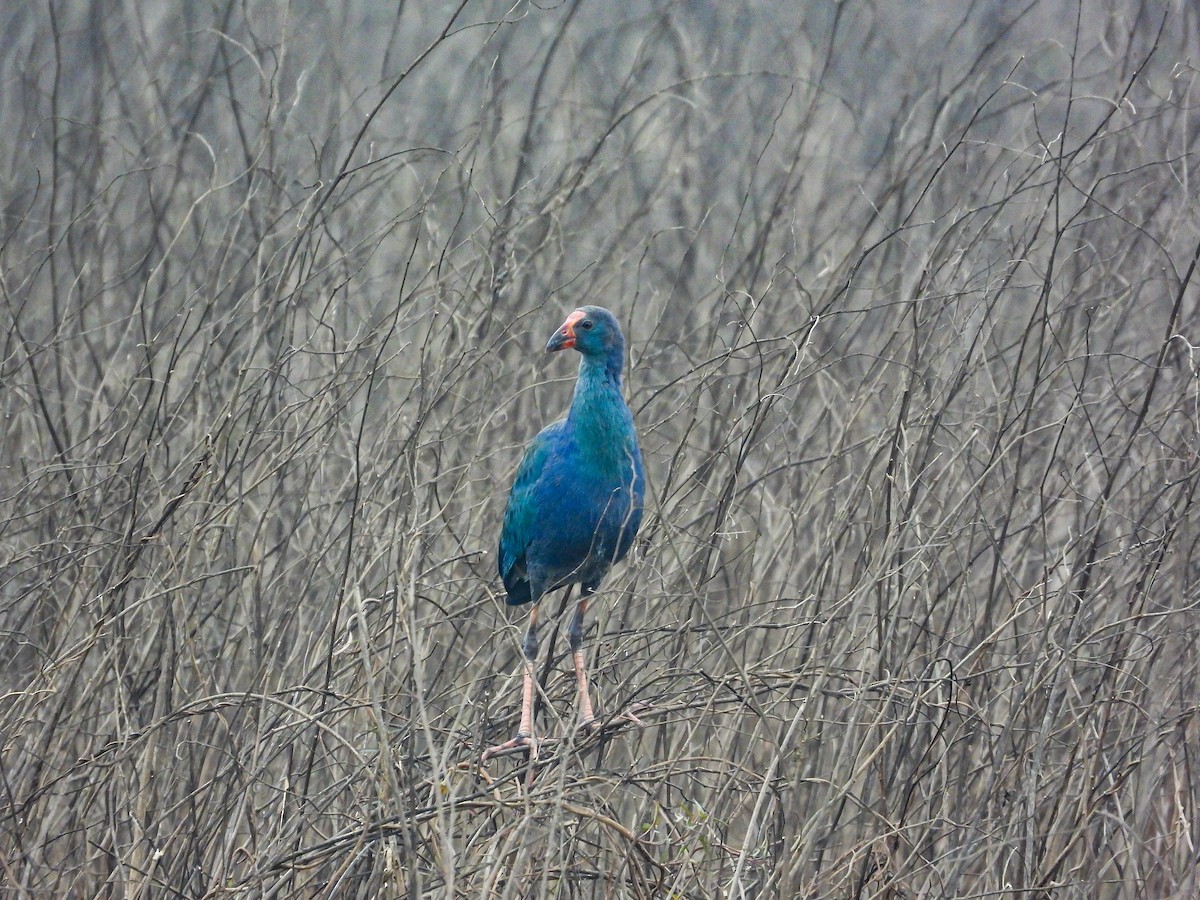 Gray-headed Swamphen - ML614379091