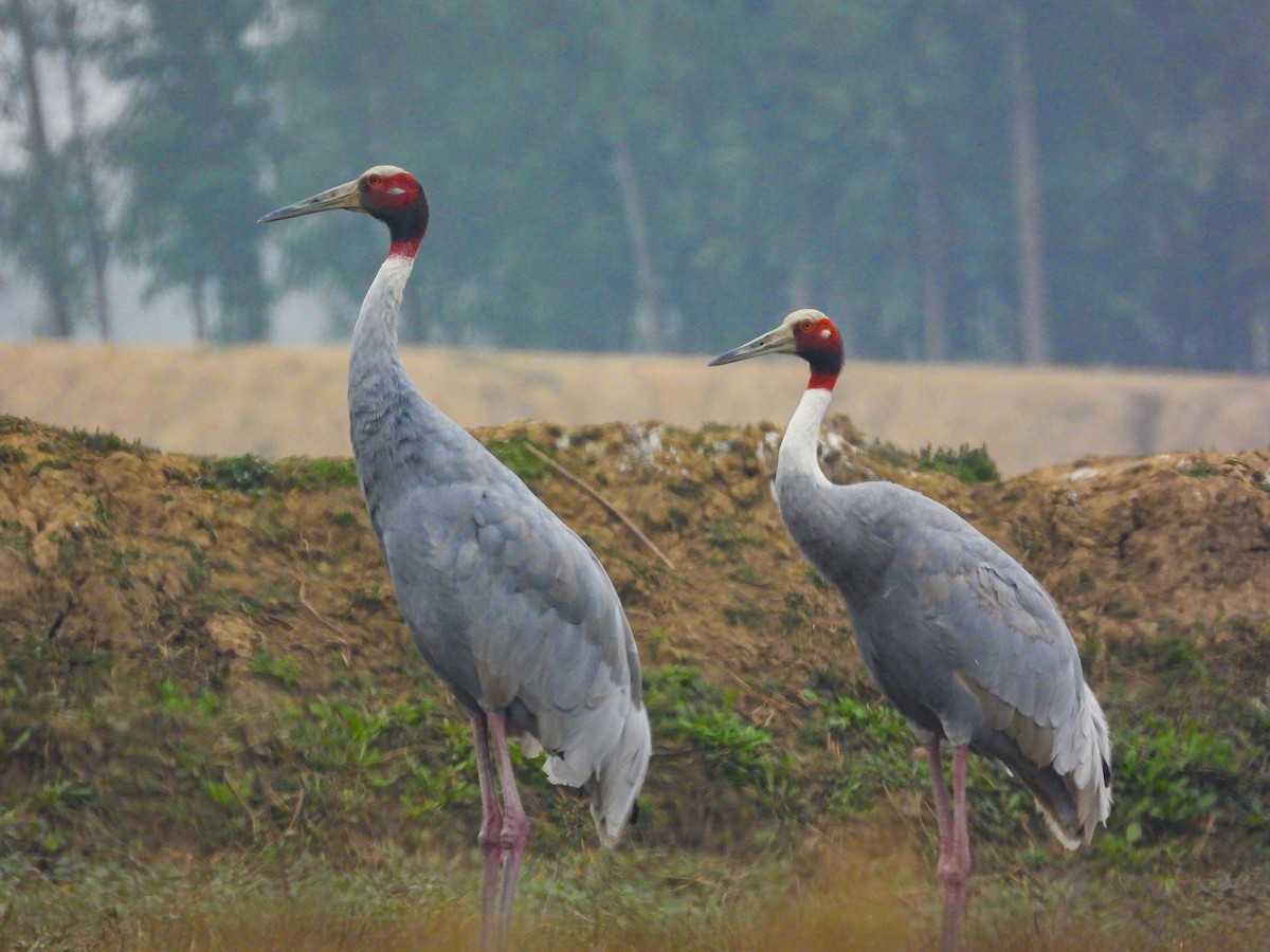 Sarus Crane - ML614379101