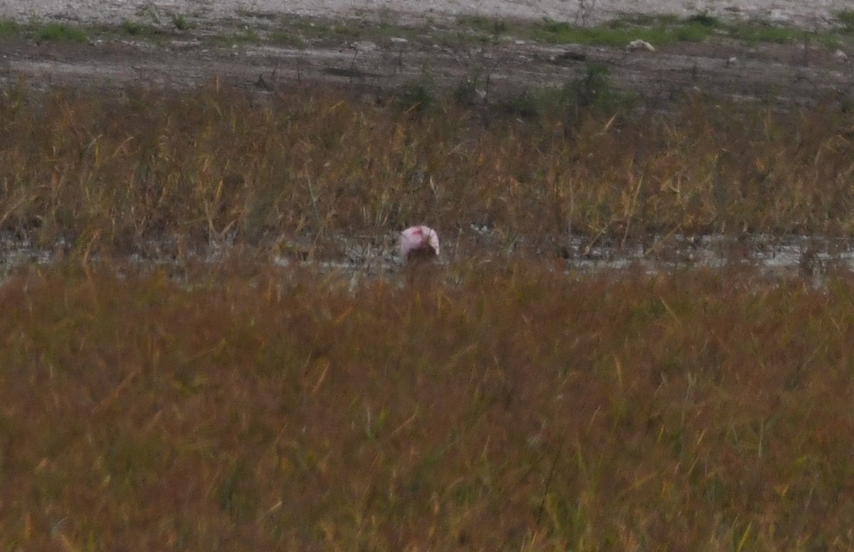 Roseate Spoonbill - ML61437911