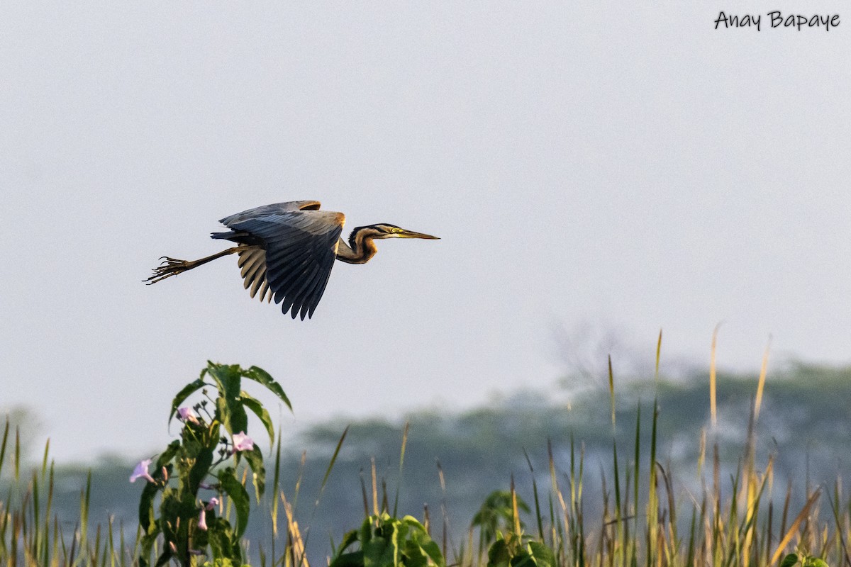 Purple Heron - ML614379116