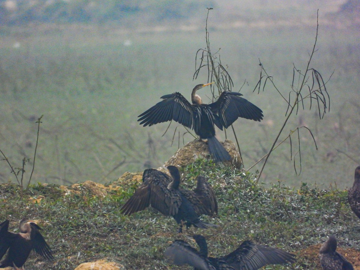 Anhinga Asiática - ML614379120