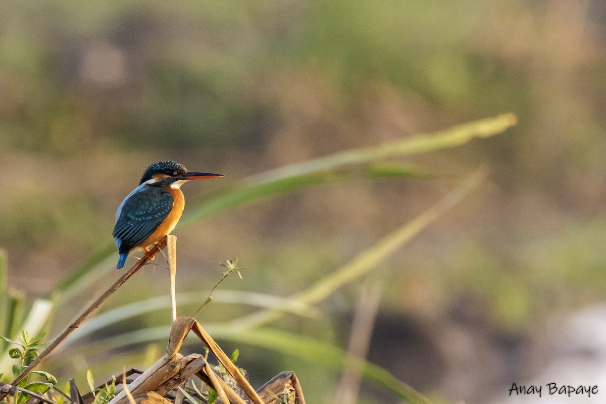 Common Kingfisher - ML614379122