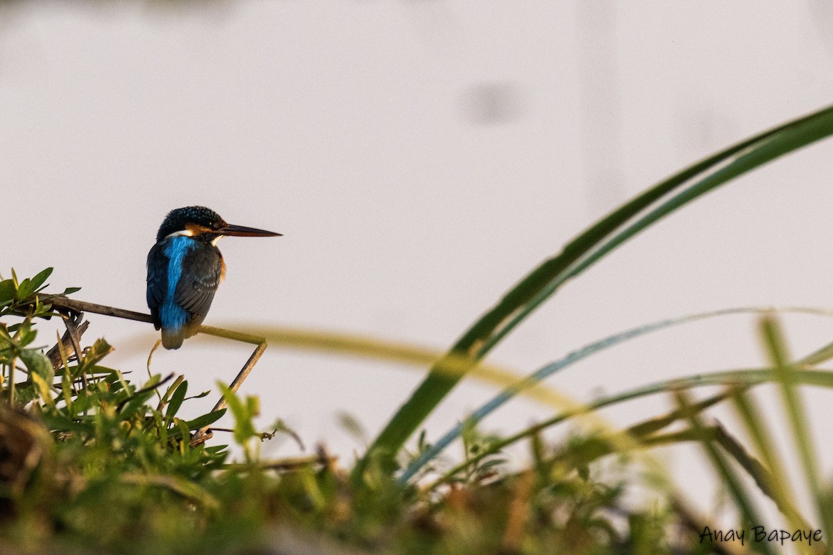 Common Kingfisher - ML614379123