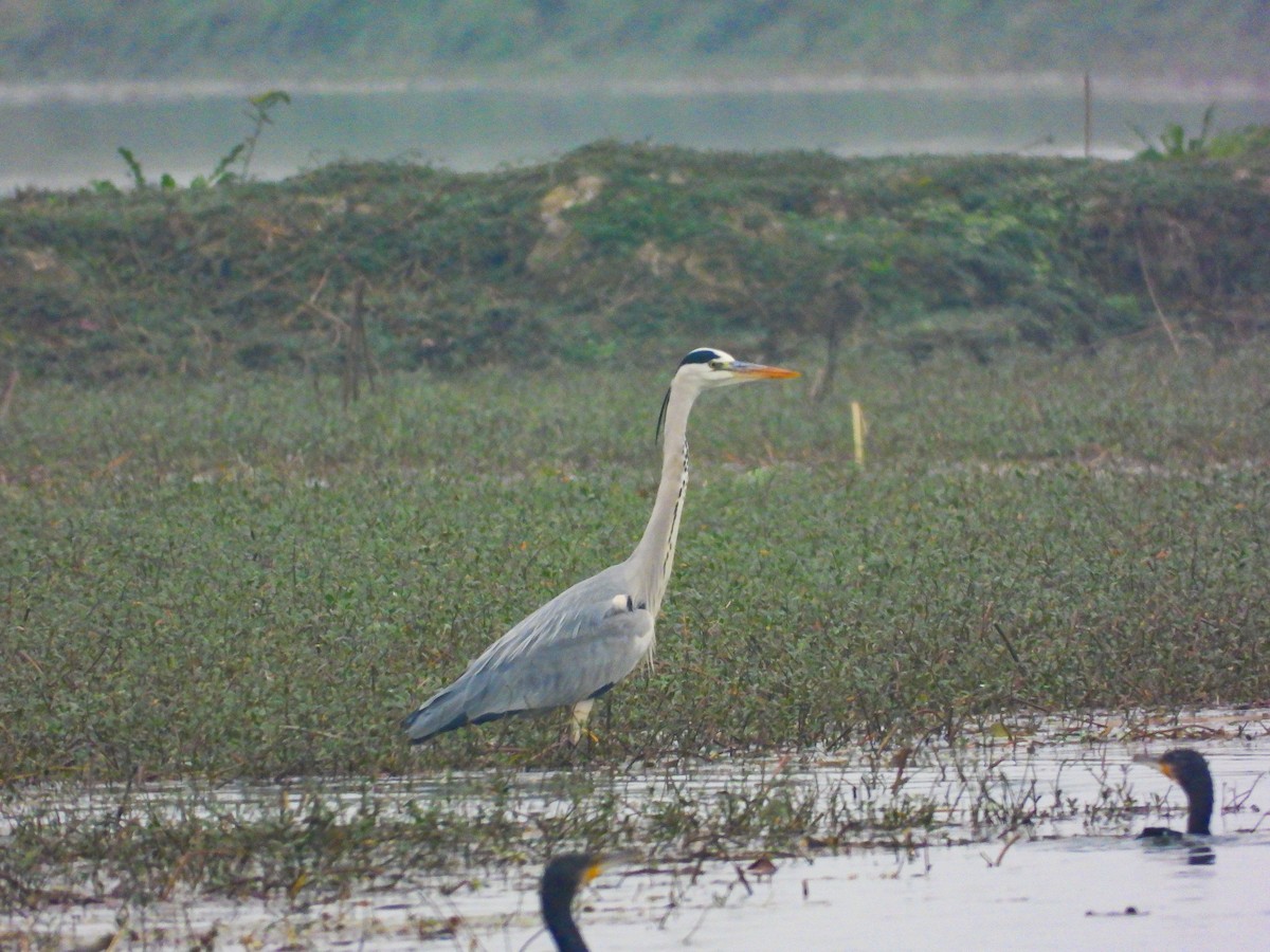 Gray Heron - ML614379126