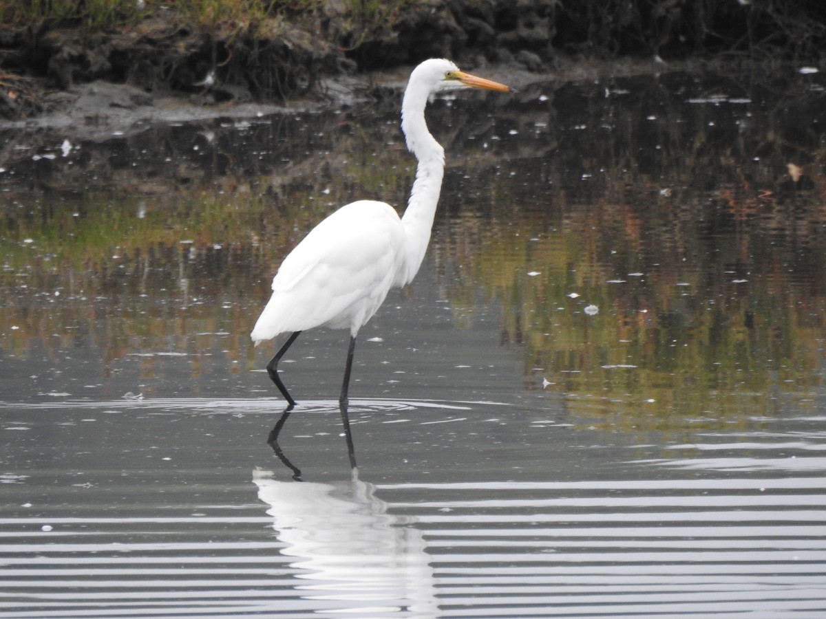 Grande Aigrette - ML614379166