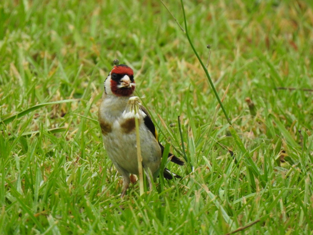 Chardonneret élégant - ML614379208