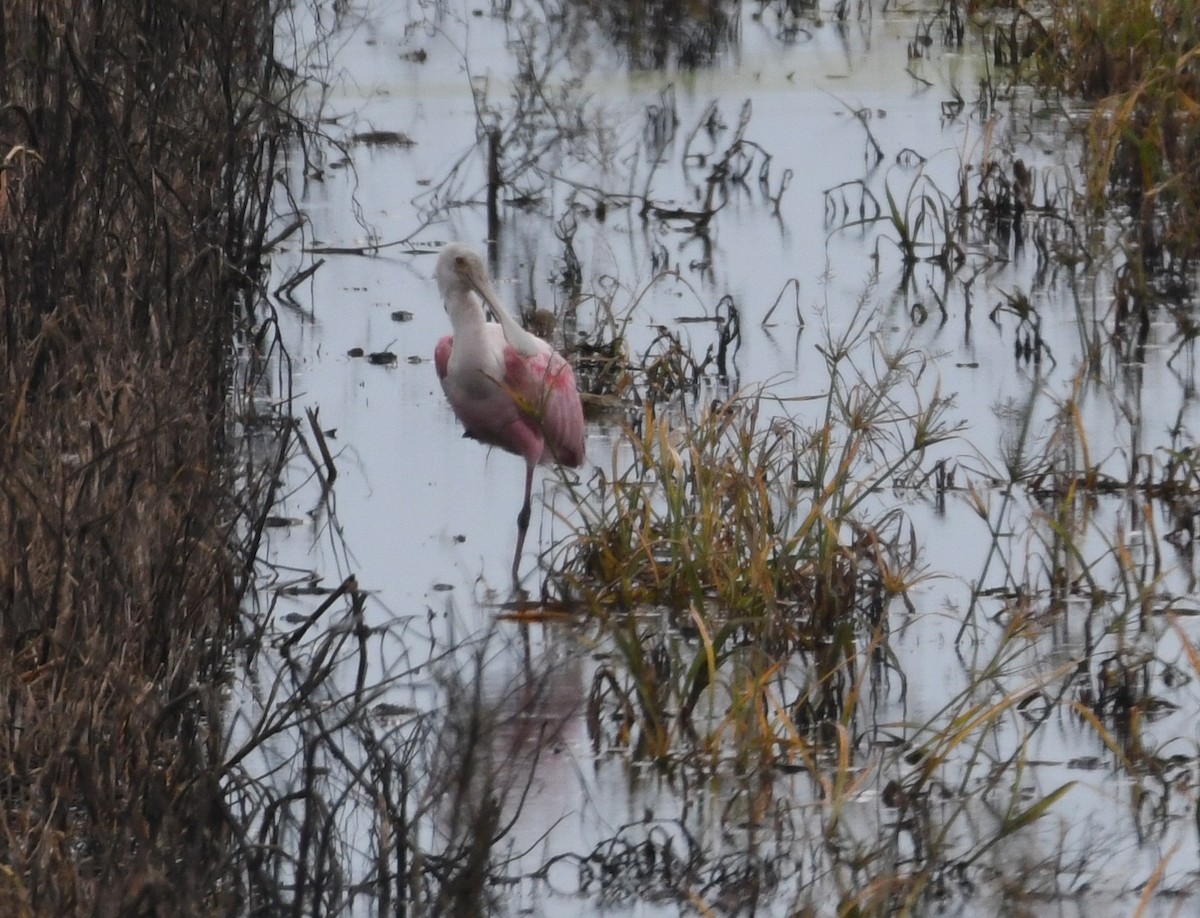 Roseate Spoonbill - ML61437921