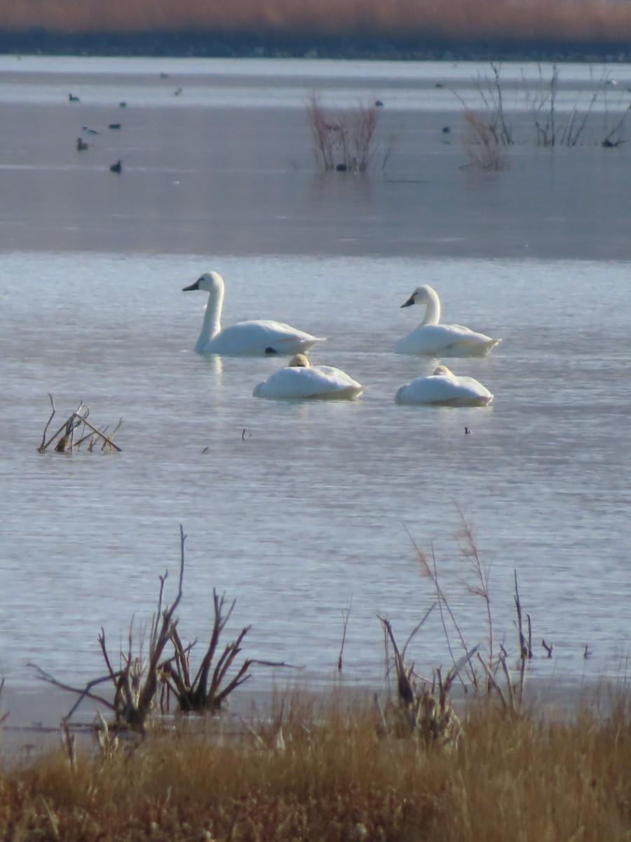 Tundra Swan - ML614379226