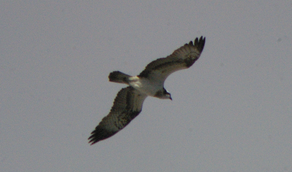 Águila Pescadora - ML614379248