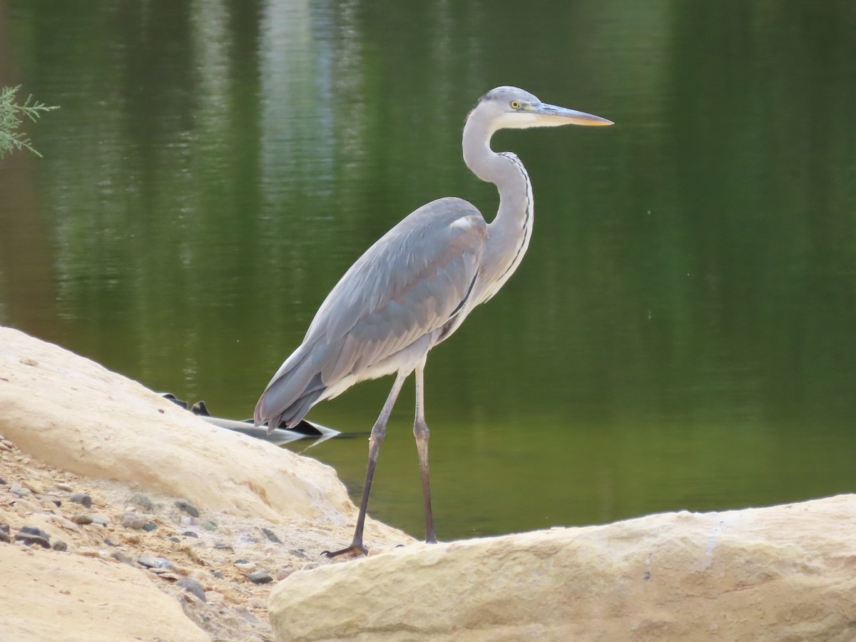 Gray Heron - ML614379269