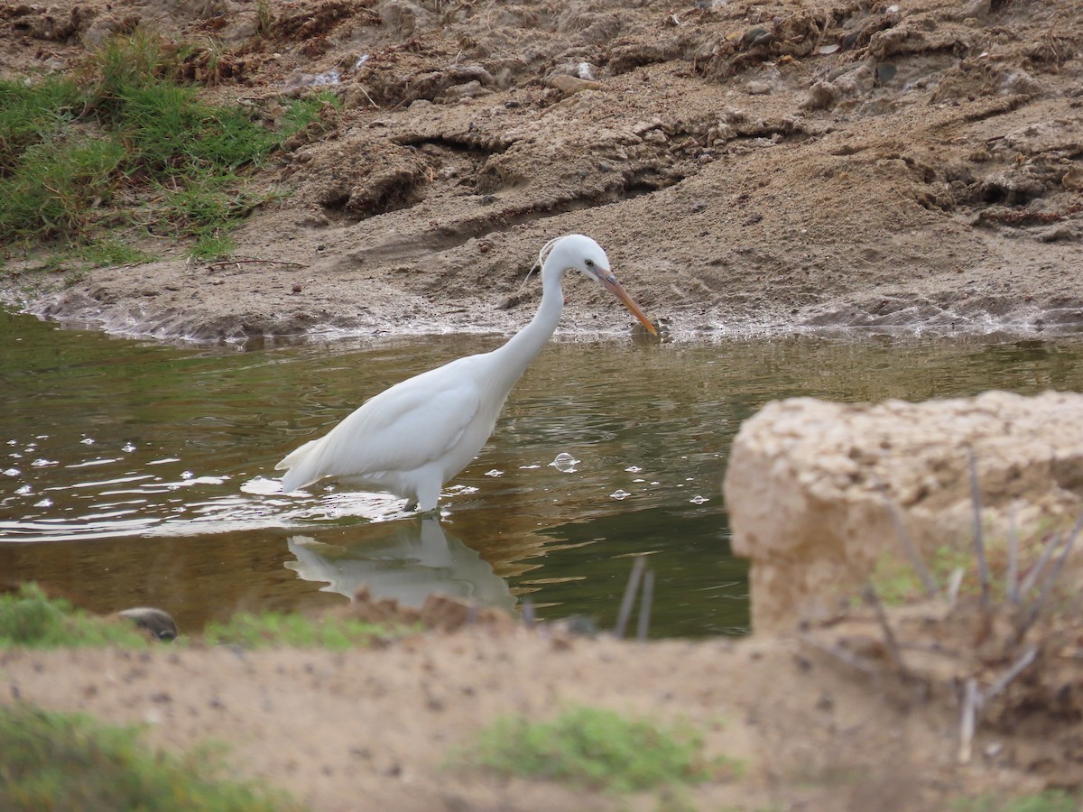 Western Reef-Heron - ML614379285