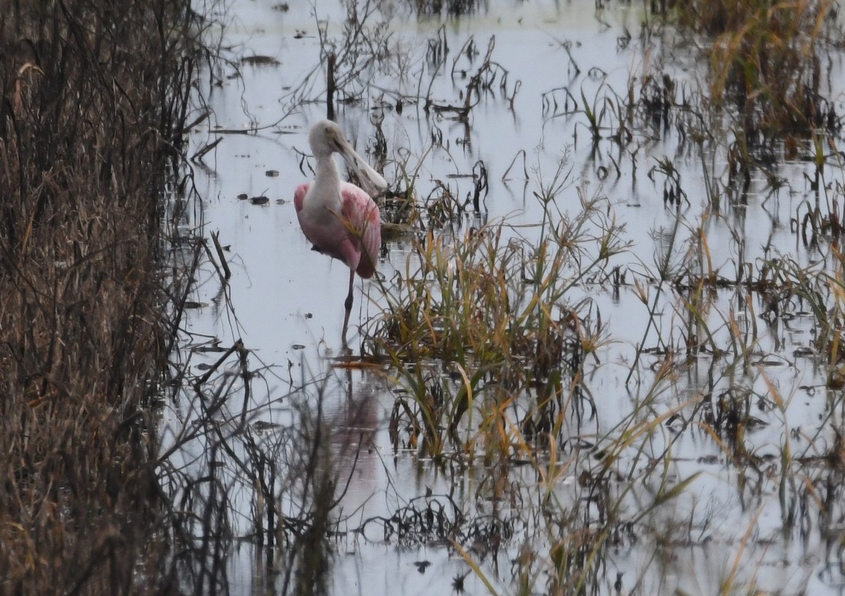 Roseate Spoonbill - ML61437931