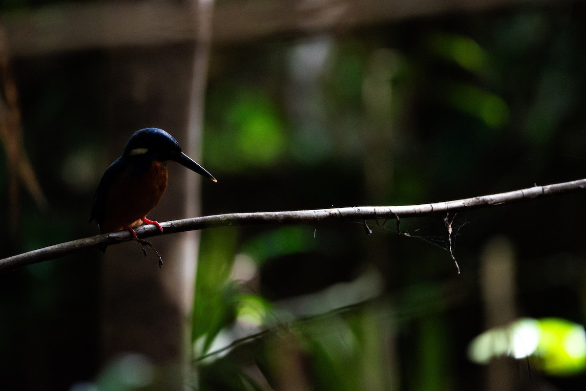 Azure Kingfisher - ML614379312