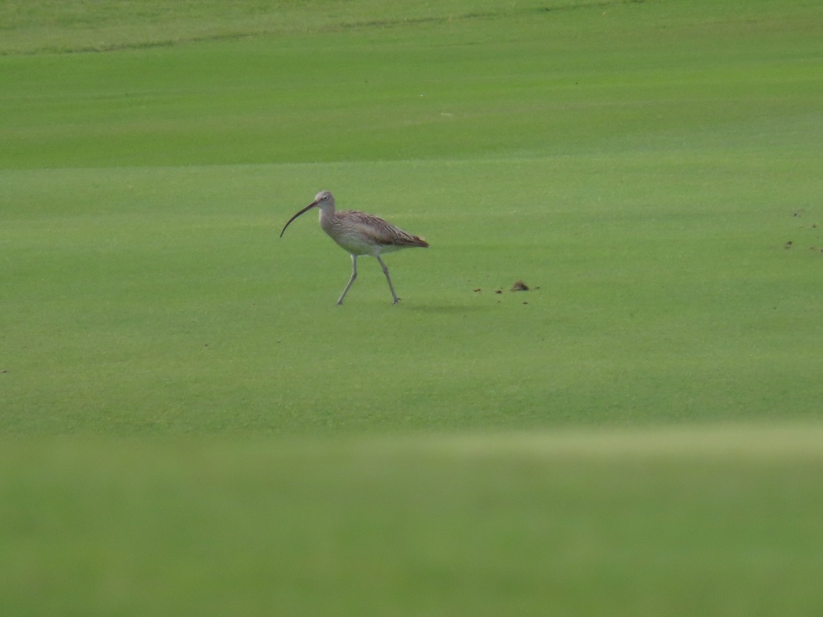 Eurasian Curlew - ML614379313