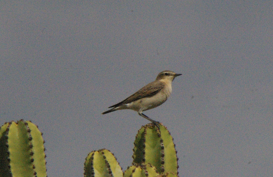 Northern Wheatear - Angel Curbelo