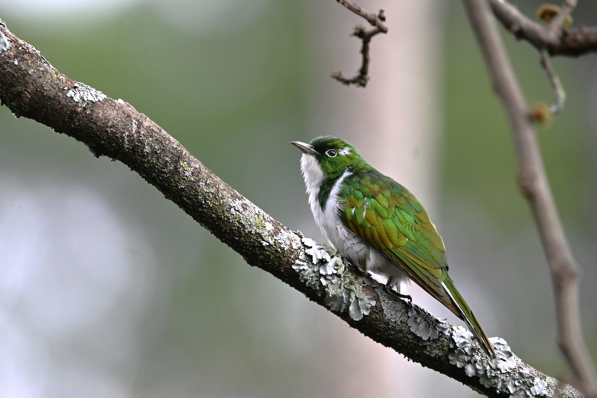 Klaas's Cuckoo - ML614379344