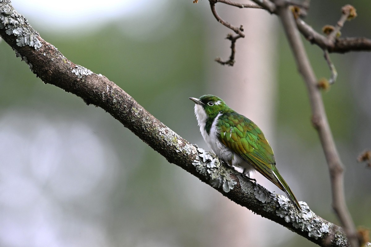 Klaas's Cuckoo - ML614379345