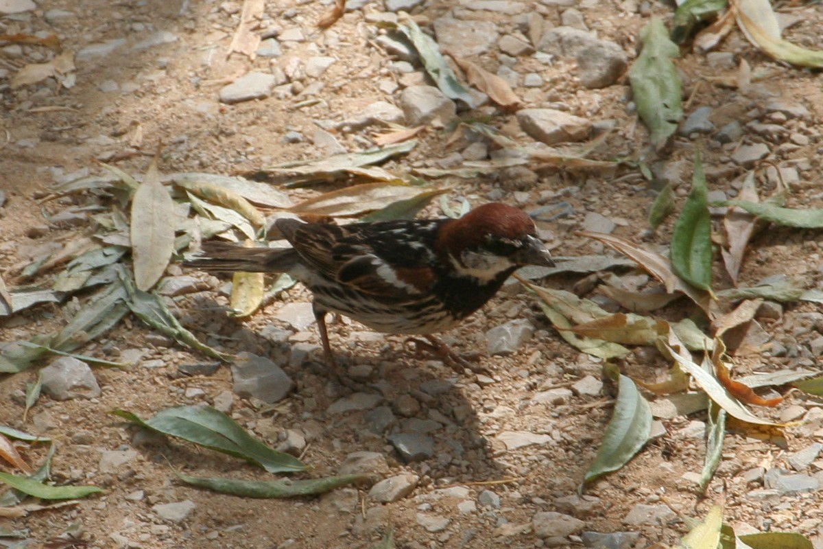 Moineau espagnol - ML614379351