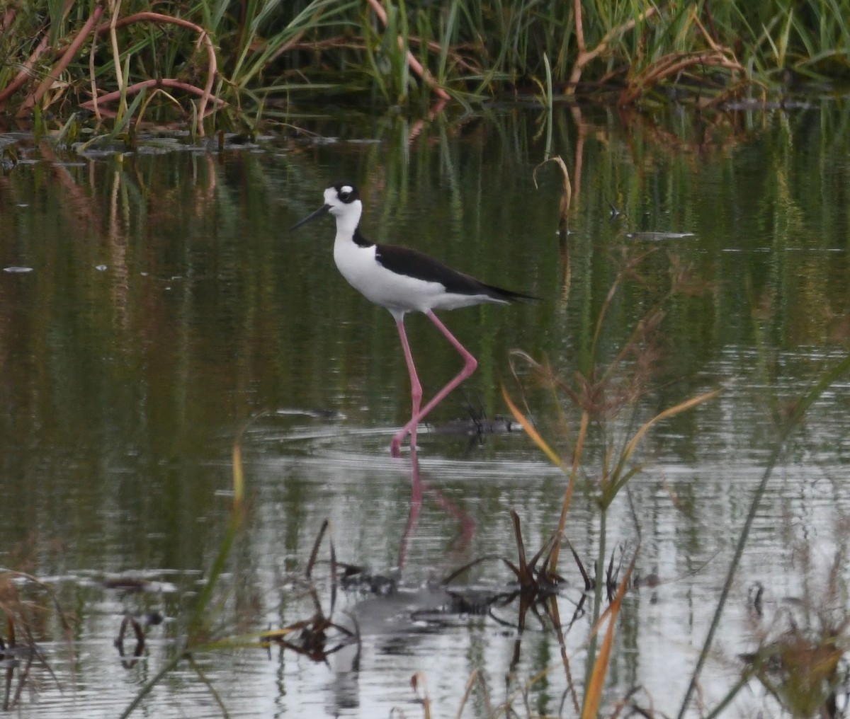 Black-necked Stilt - Suzanne Zuckerman