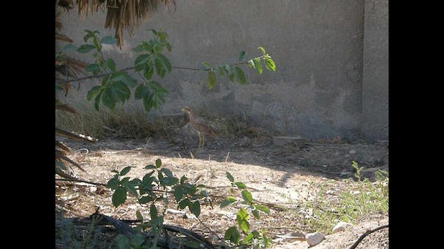 Spotted Thick-knee - ML614379437