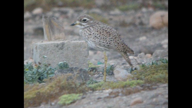 Spotted Thick-knee - ML614379439