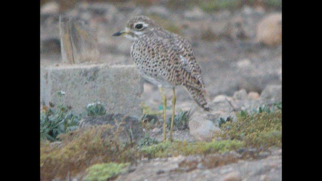 Spotted Thick-knee - ML614379441