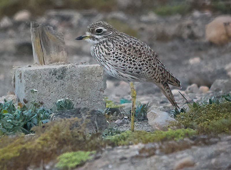 Spotted Thick-knee - Eric Francois Roualet