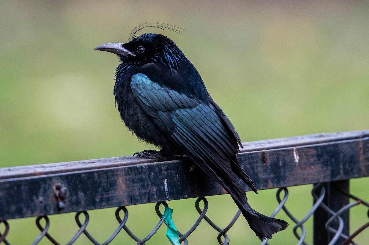 Hair-crested Drongo - Parmil Kumar