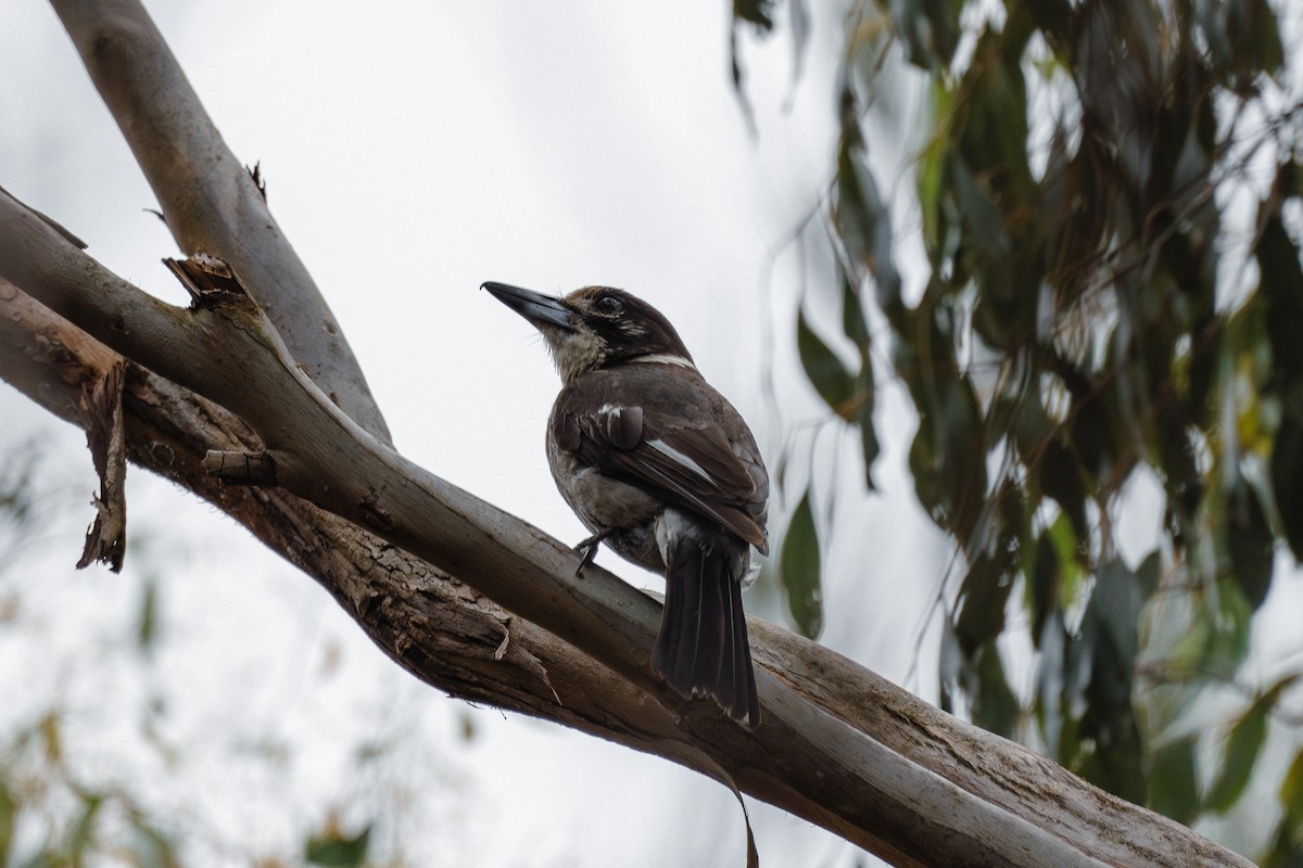 Gray Butcherbird - ML614379499