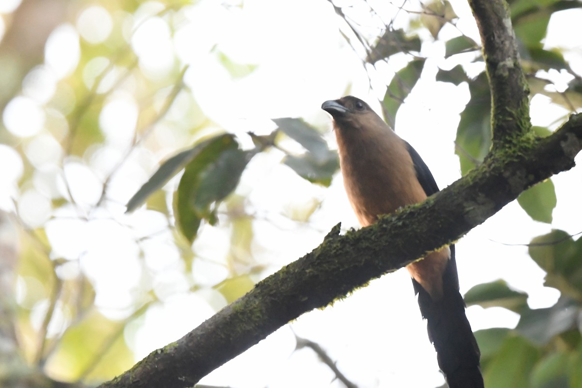 Bornean Treepie - ML614379506