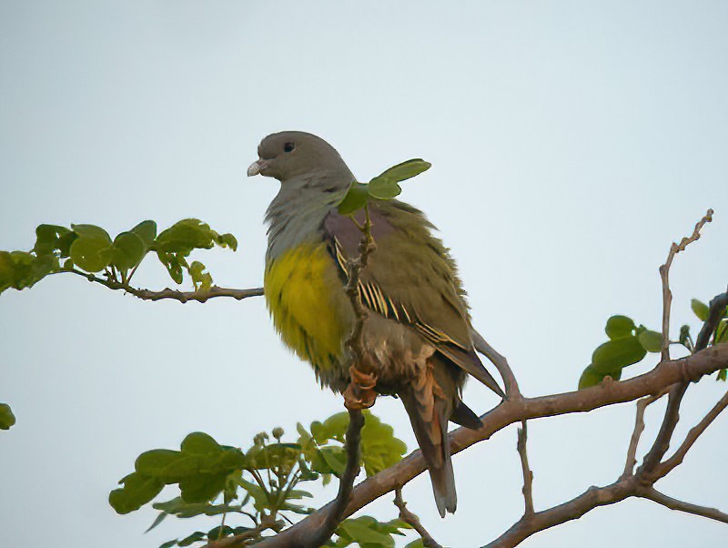 Bruce's Green-Pigeon - Eric Francois Roualet