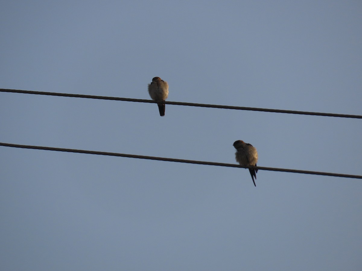 Golondrina Dáurica - ML614379542