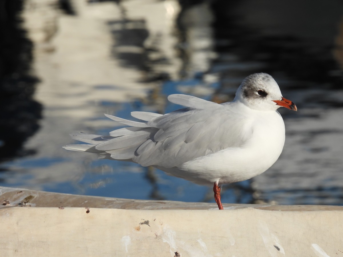 Mediterranean Gull - ML614379575