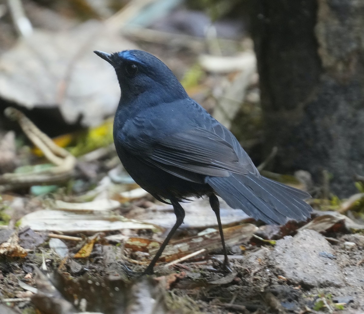 Blue-fronted Robin - ML614379581