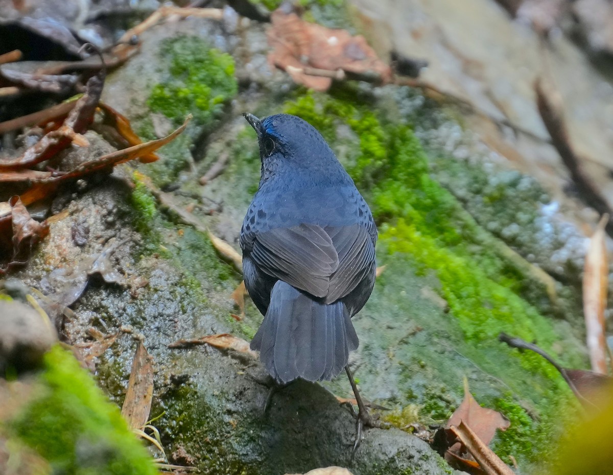 Blue-fronted Robin - ML614379582