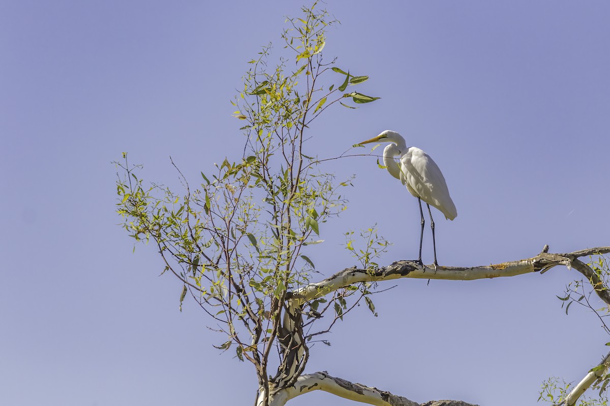 eBird Checklist - 4 Feb 2024 - Greens Lake, Corop - 25 species (+1 ...