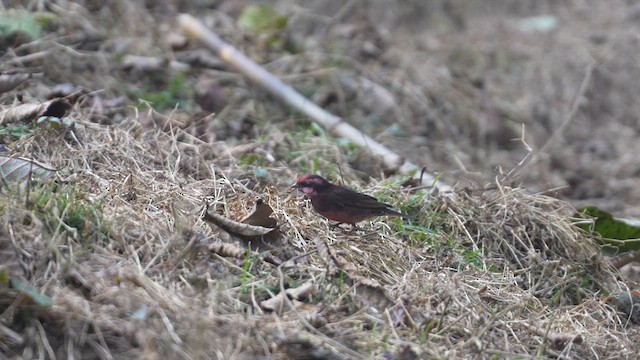 Dark-breasted Rosefinch - ML614379673