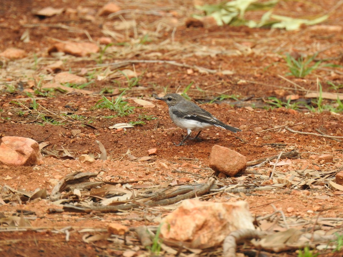 Hooded Robin - ML614379763