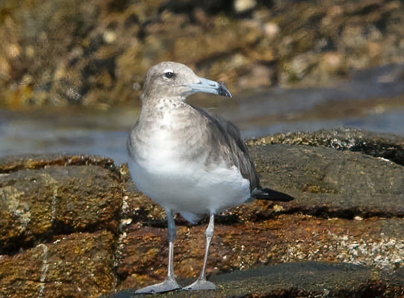 Gaviota Cejiblanca - ML614379805