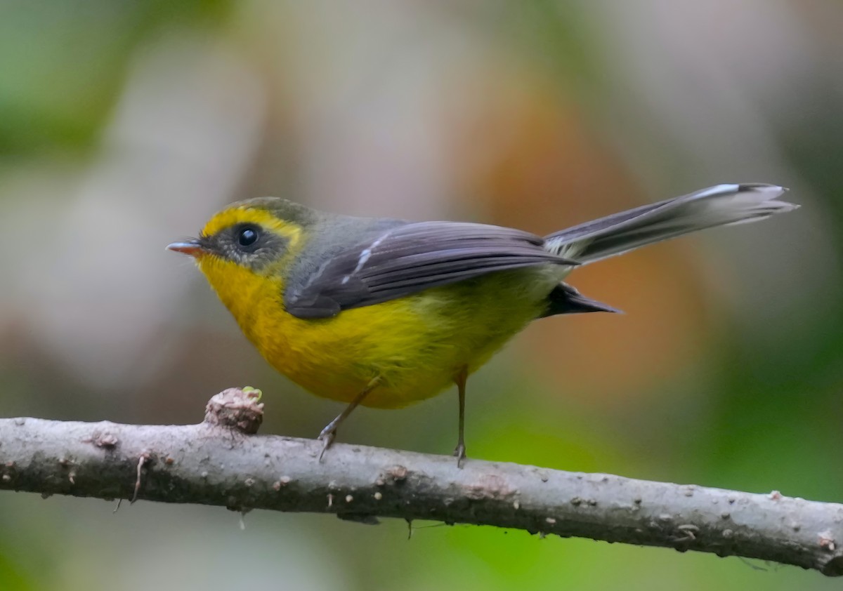 Yellow-bellied Fairy-Fantail - ML614379892