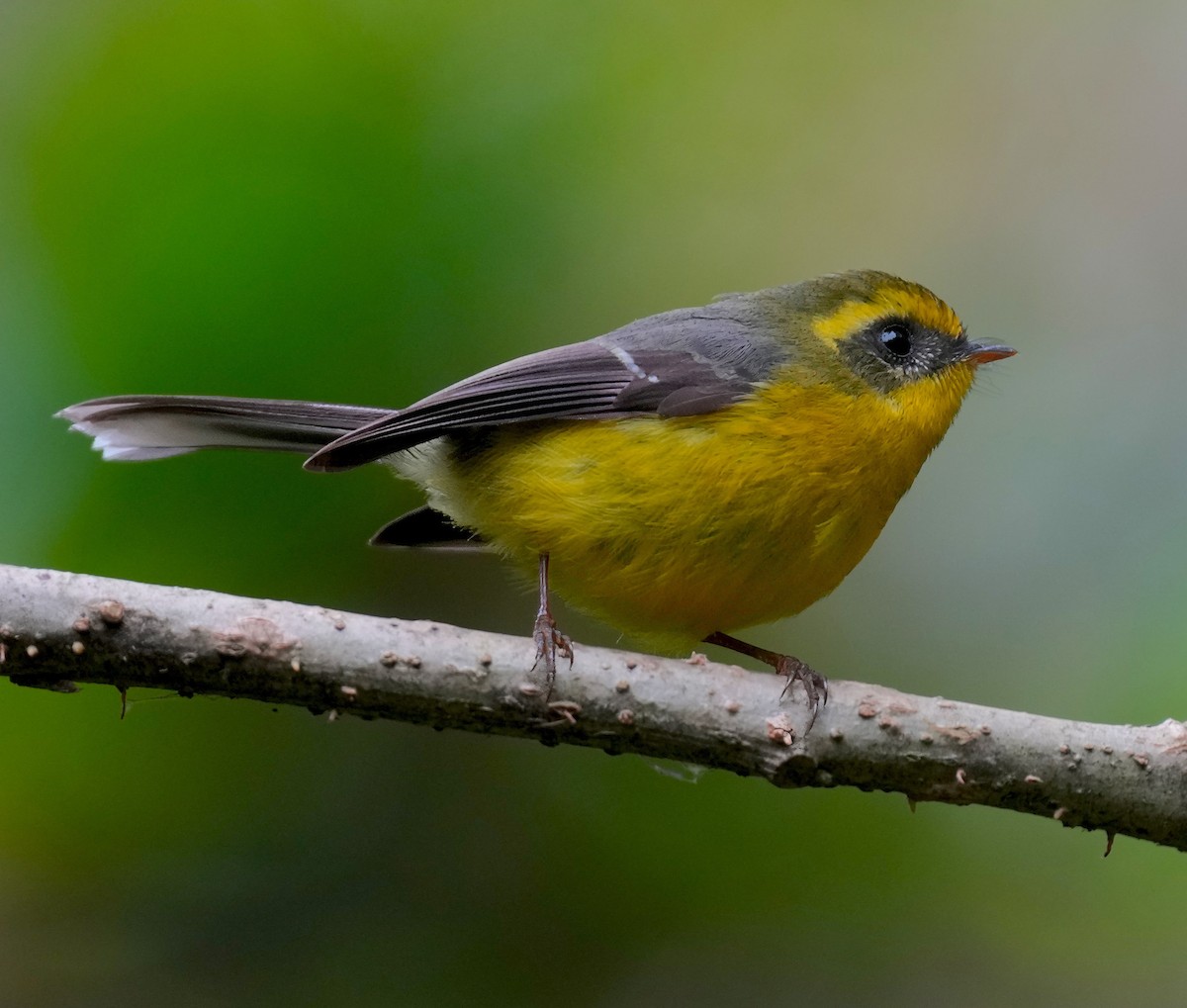 Yellow-bellied Fairy-Fantail - ML614379893