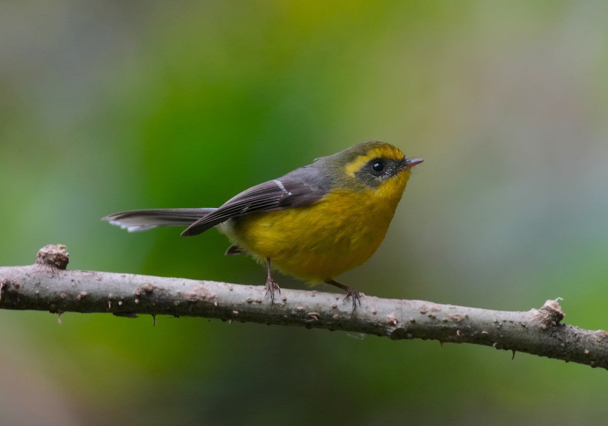 Yellow-bellied Fairy-Fantail - ML614379894