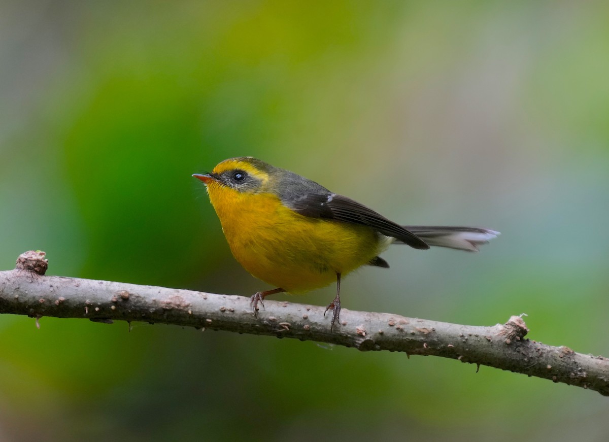 Yellow-bellied Fairy-Fantail - ML614379895