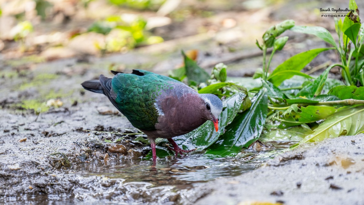 Asian Emerald Dove - ML614379900