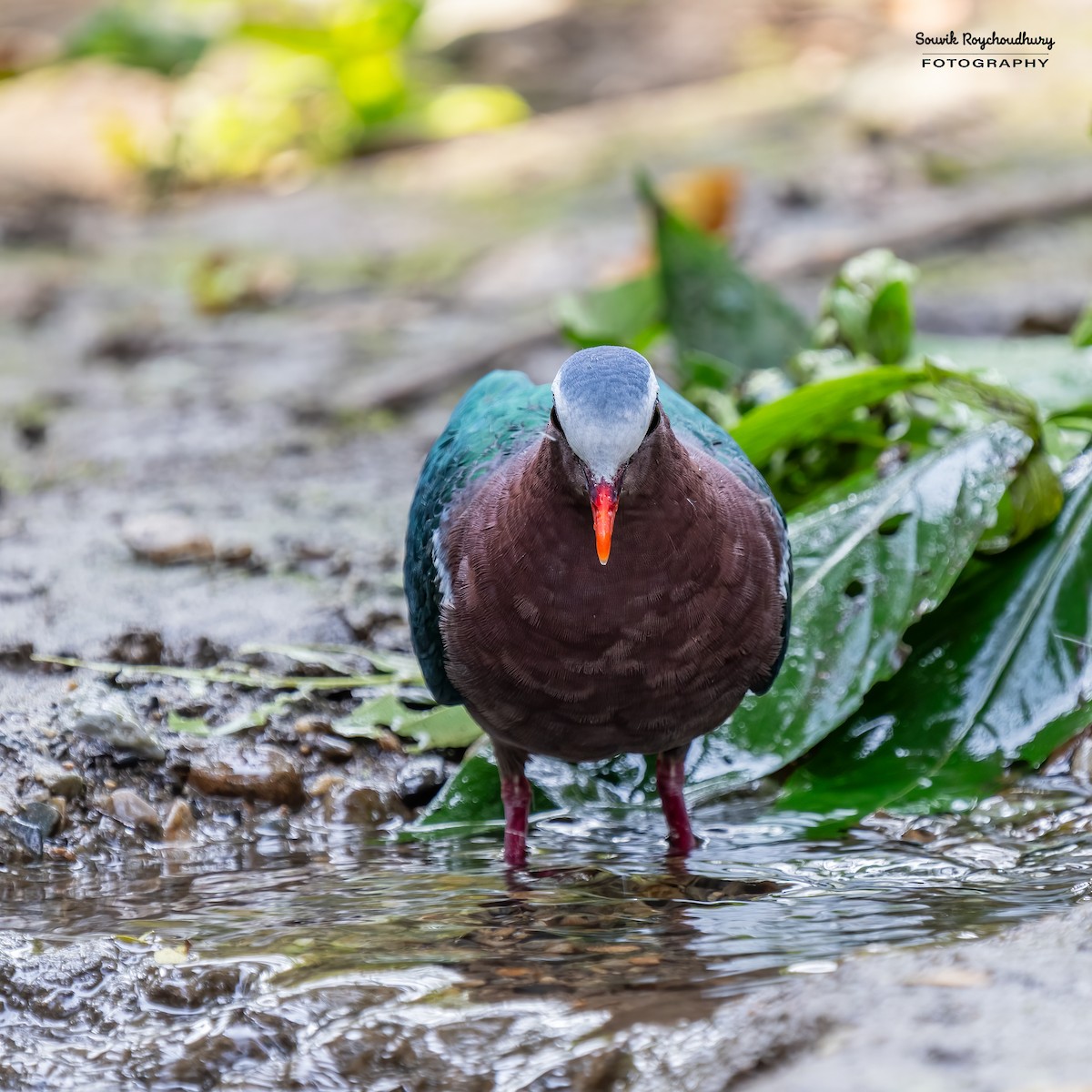 Asian Emerald Dove - ML614379905