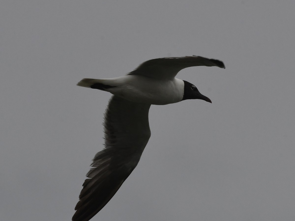 Laughing Gull - ML61437991